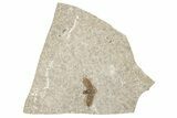Detailed Fossil March Fly (Plecia) - Wyoming #245630-1